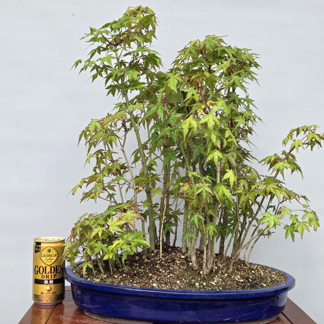 山もみじ　[寄せ植え]　中品盆栽