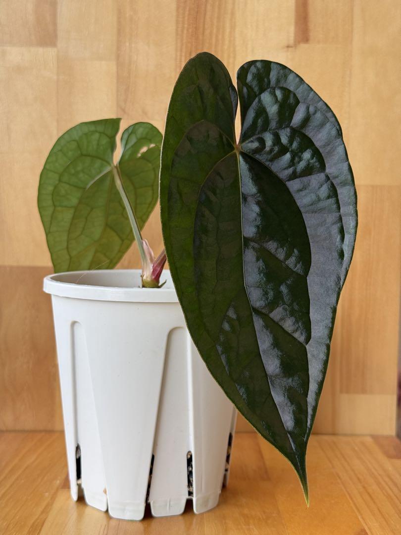 その他観葉植物 Anthurium aos x luxurians