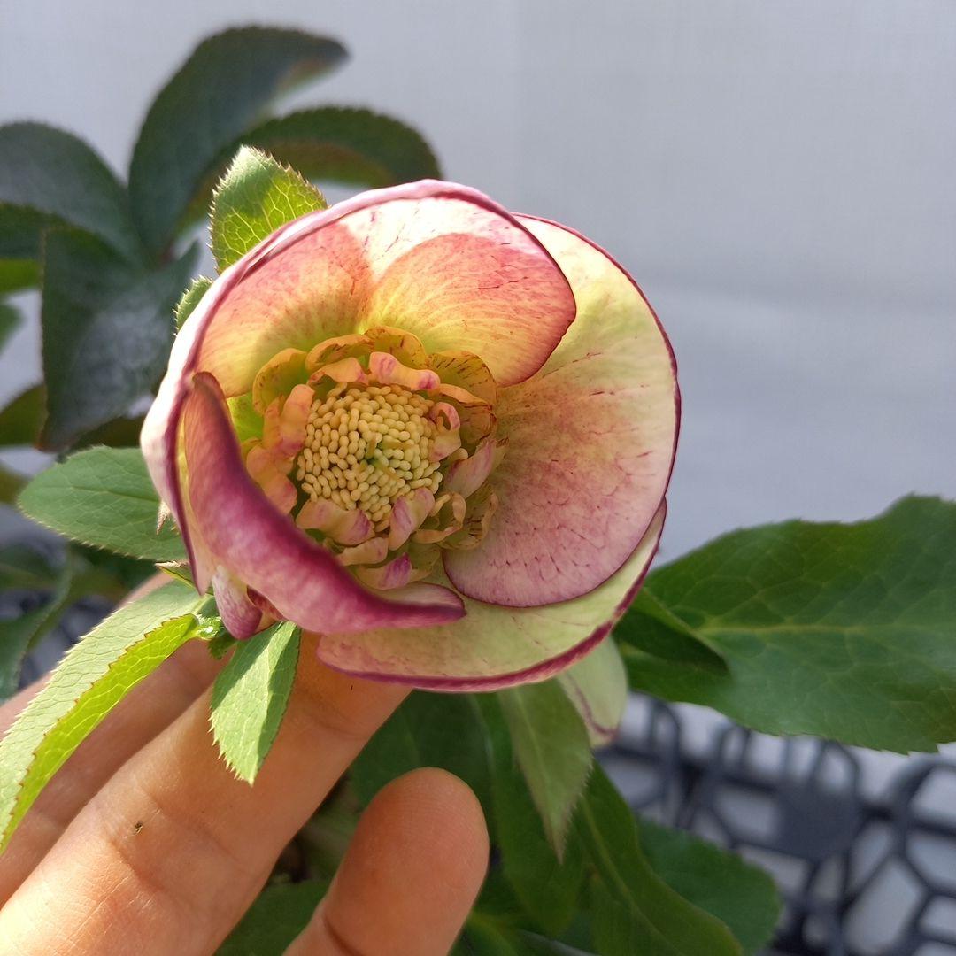小花がキュート♪可愛い色味♪クリスマスローズ、苗、開花株 - メルカリ 小花がキュート♪可愛い色味♪クリスマスローズ、苗、開花株 - メルカリ