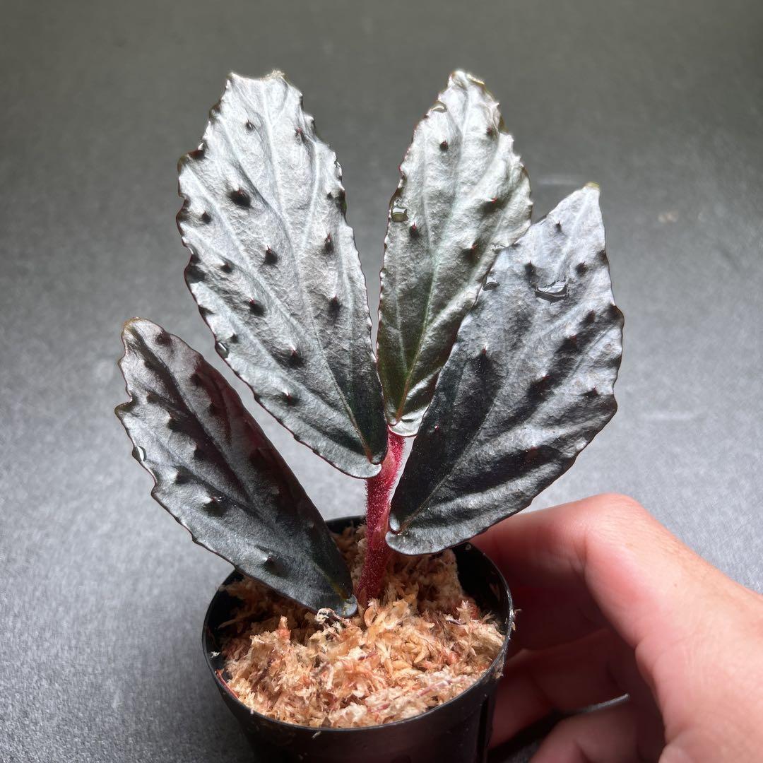 その他観葉植物 Begonia sp. Gn.Saran, Kalimantan barat