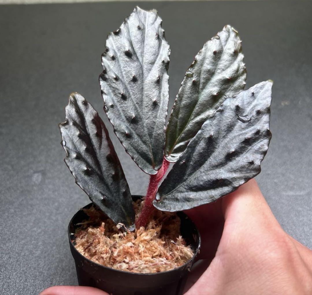 その他観葉植物 Begonia sp. Gn.Saran, Kalimantan barat