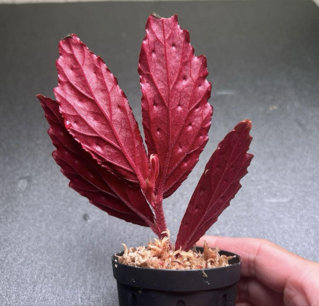 その他観葉植物 Begonia sp. Gn.Saran, Kalimantan barat