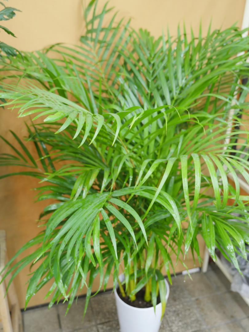 アレカヤシ　観葉植物　8号　約120センチ