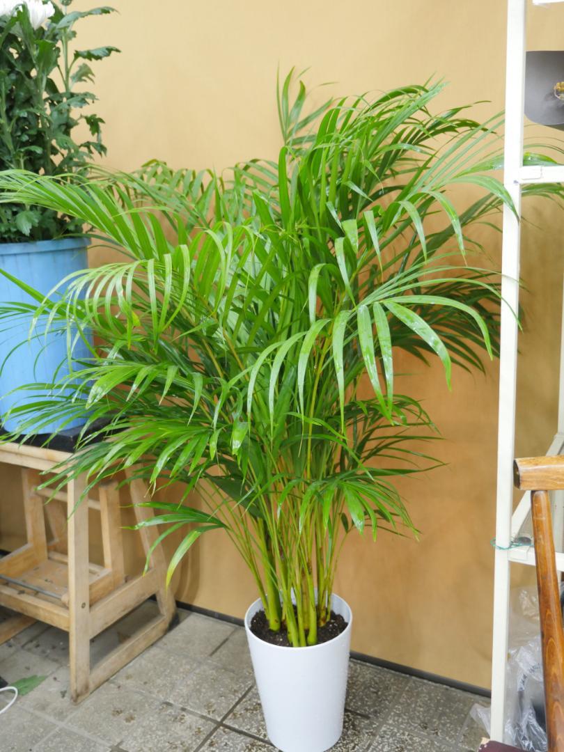 アレカヤシ　観葉植物　8号　約120センチ