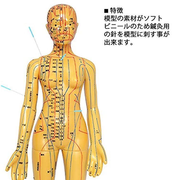 人体模型 上肢と下肢セット！整体！鍼灸！トレーナー！カイロ