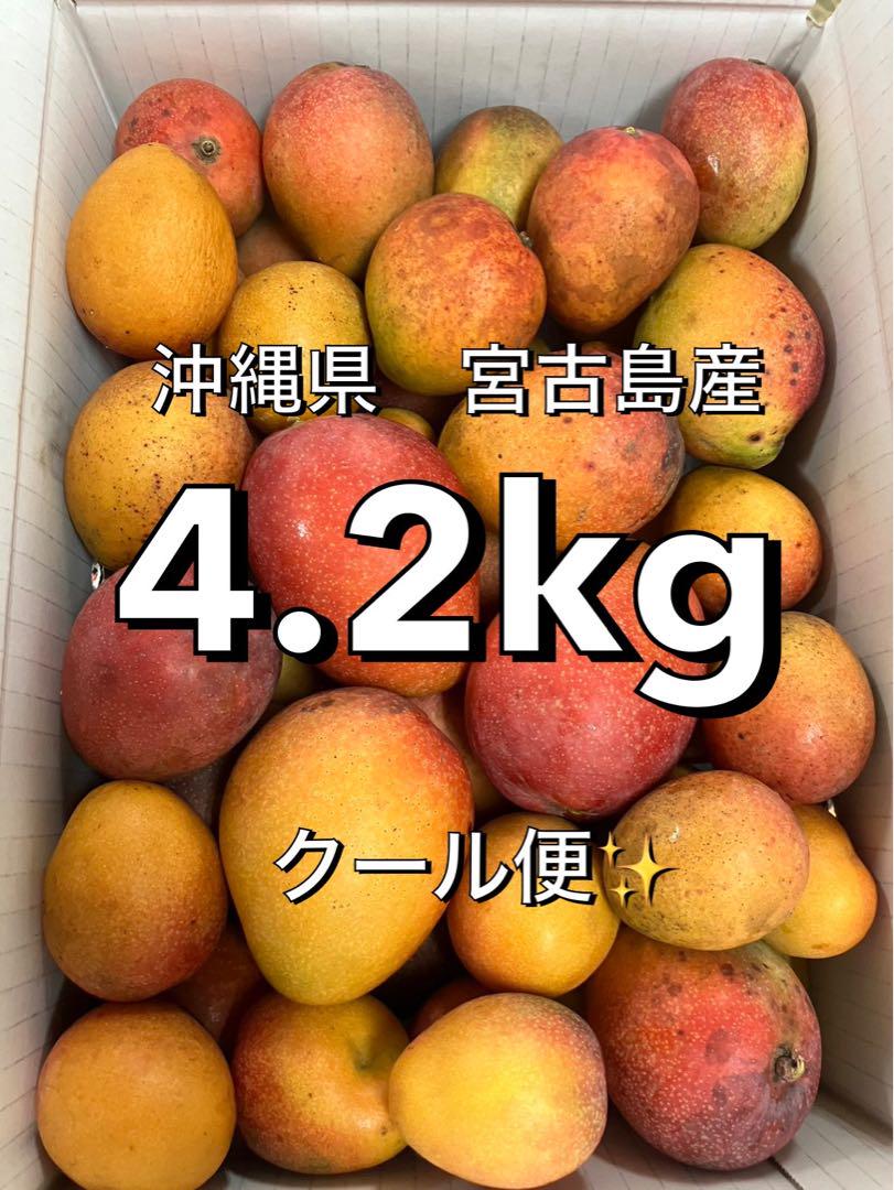 クール便✨沖縄県産　ミニマンゴー　4.2kg