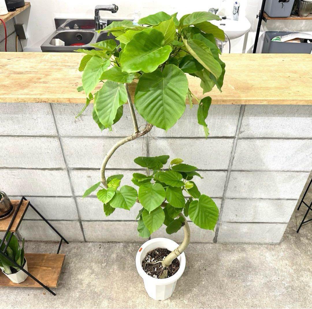 大 S字 フィカス ウンベラータ 曲がり ゴムの木目立った傷や汚れなし YUZUMIYA_COM