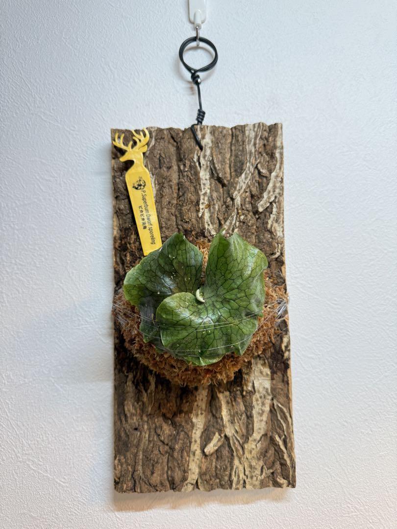 ビカクシダ P. Superbum Dwarf sporeling 板付け完成品 - メルカリ