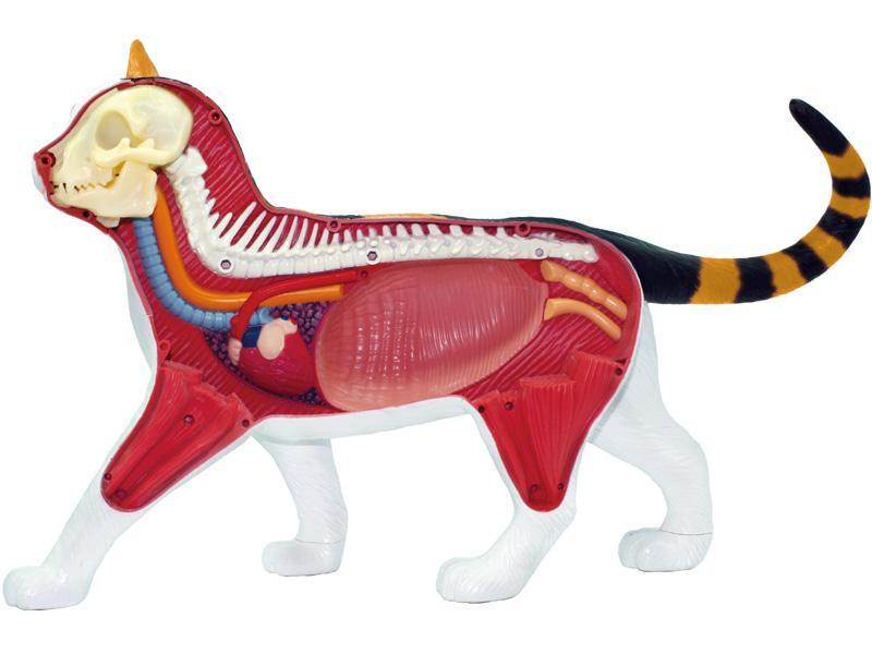 新品 4Dビジョン 三毛猫 解剖モデル VISION Calico Cat 生き物・恐竜