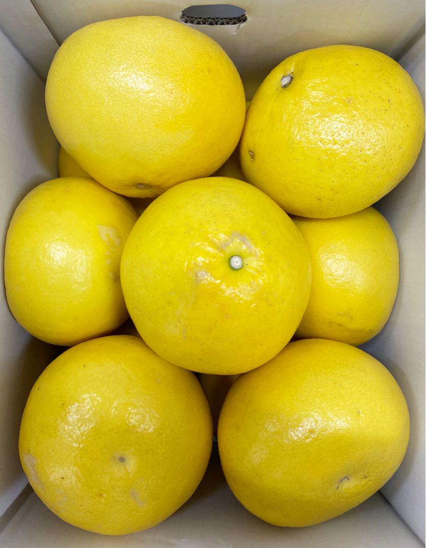 お買い得♪高知特産　土佐文旦　超大玉サイズ　約10kg