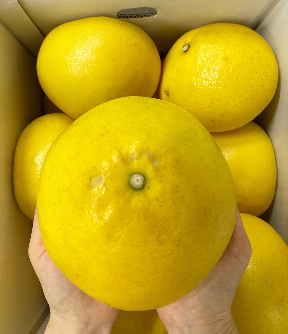 お買い得♪高知特産　土佐文旦　超大玉サイズ　約10kg