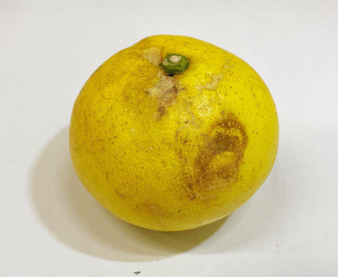 お買い得♪高知特産　土佐文旦　超大玉サイズ　約10kg