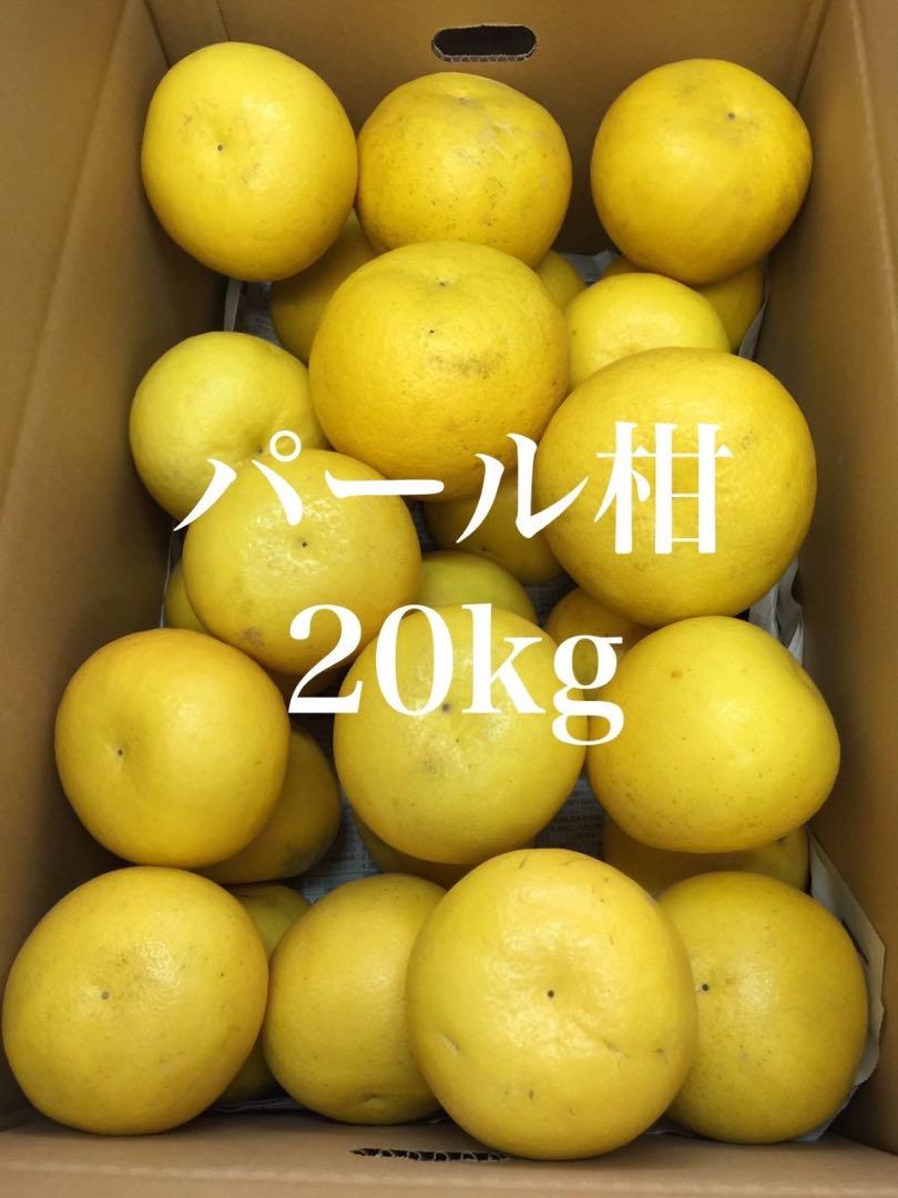 【旬の果物】 熊本県産 パール柑 約20kg 家庭用 訳あり品