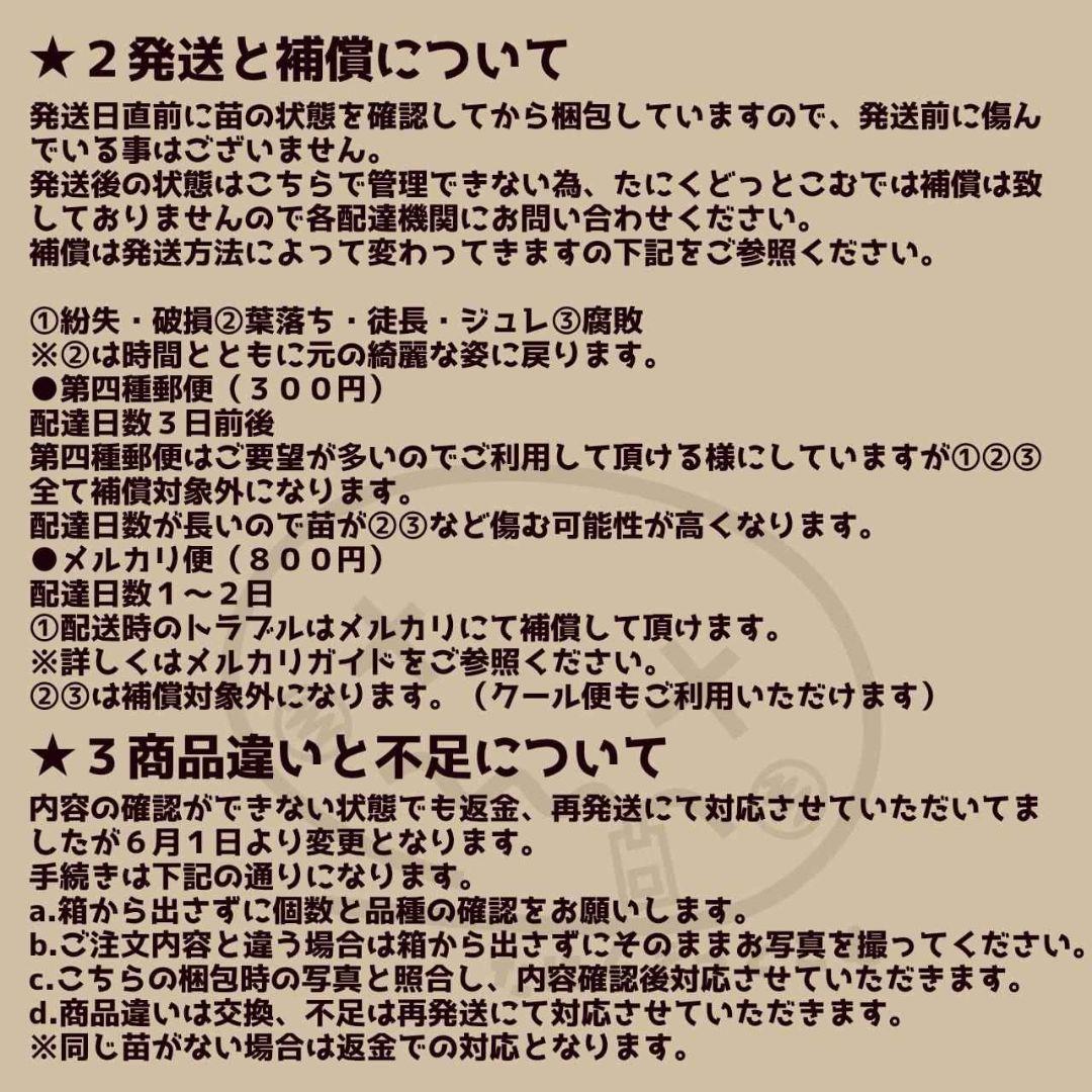 韓国苗