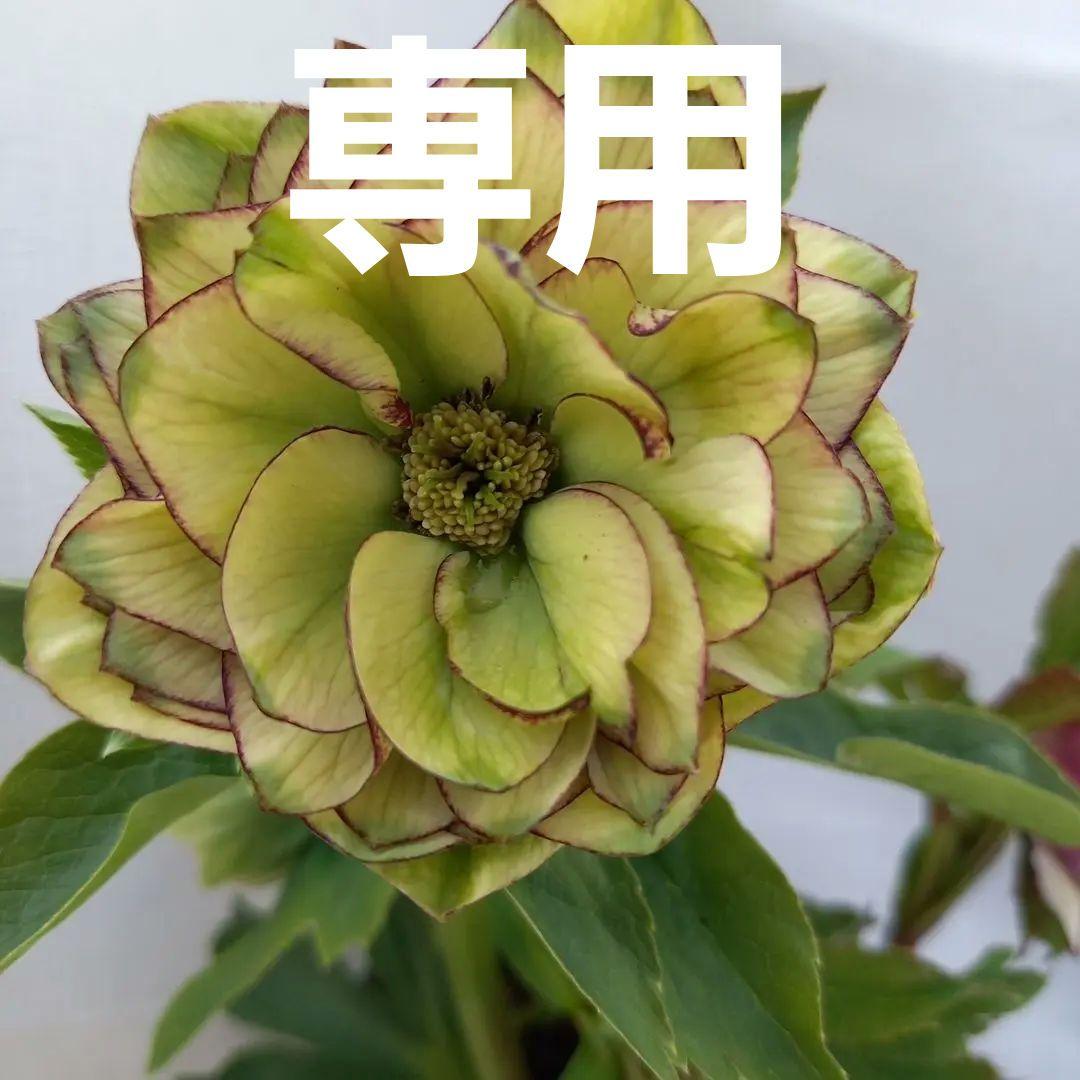 レア♪ピコティ、グリーンリップ♪クリスマスローズ、苗、開花株花