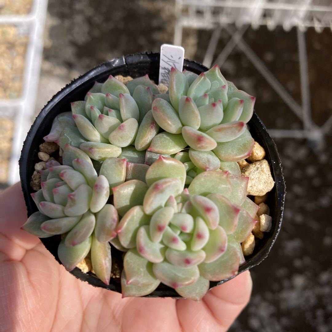 多肉植物 沙羅姫蓮華 抜き苗 エケベリア - メルカリ