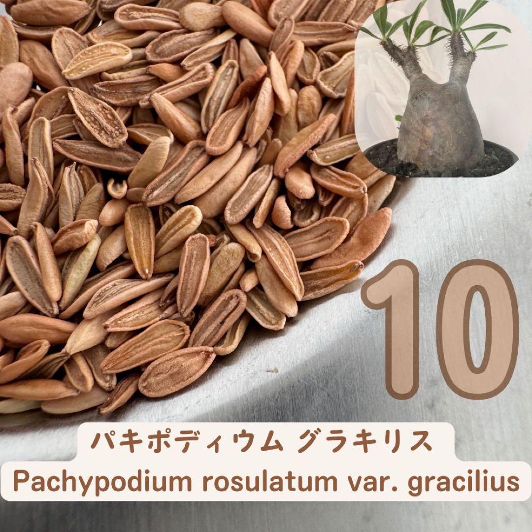 200粒 象牙宮 パキポディウム グラキリス 種 種子 塊根 imgrc0096275478.jpg