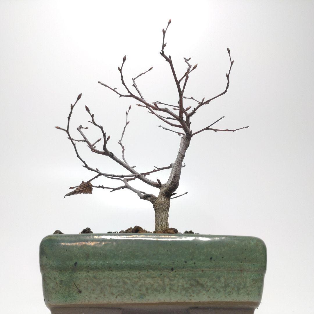 寒樹ソロ（アカシデ）盆栽 S005