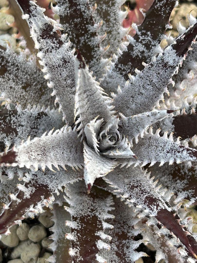 ディッキア ビルペイレン Dyckia Bill Paylen ⑵