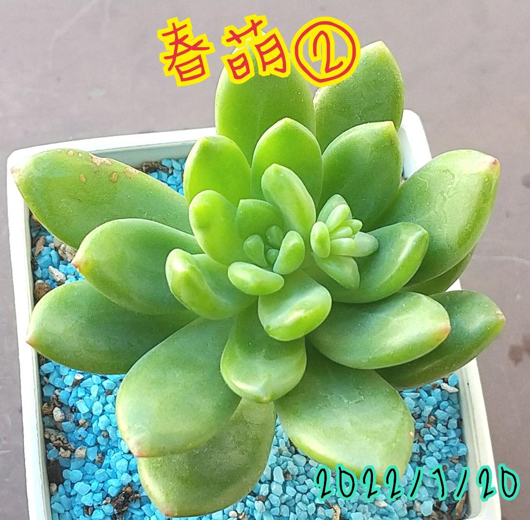 多肉植物 春萌 抜き苗 寄せ植え インテリア メルカリ