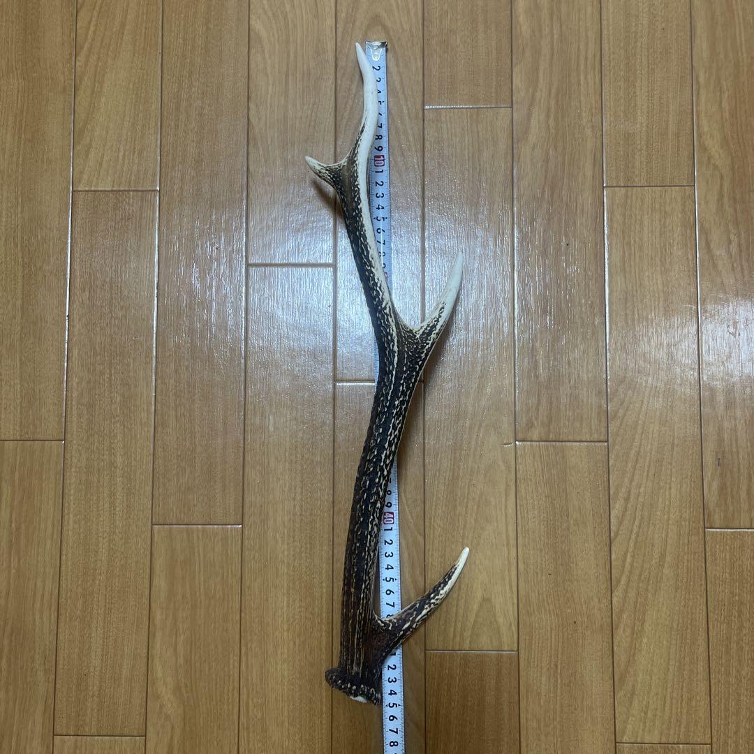 鹿角 拾い角 落ち角 3本セット シカ ジビエ - メルカリ