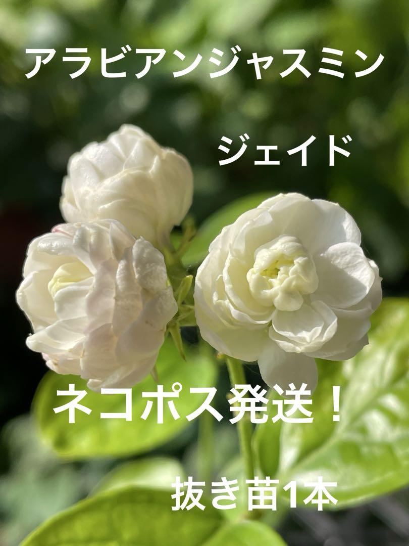☆ネコポス発送！⑥アラビアンジャスミン茉莉花 ジェイド八重