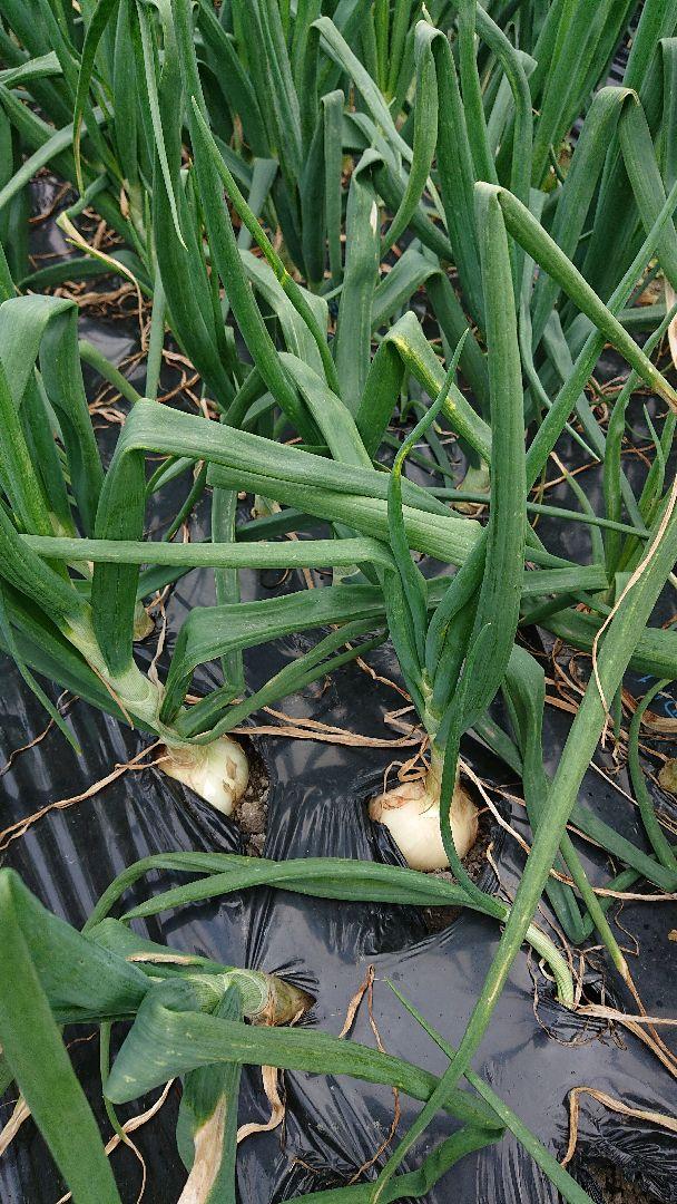 リピーターのぴょんきち、ヒノヒカリ10kg、野菜セット、奈良県産