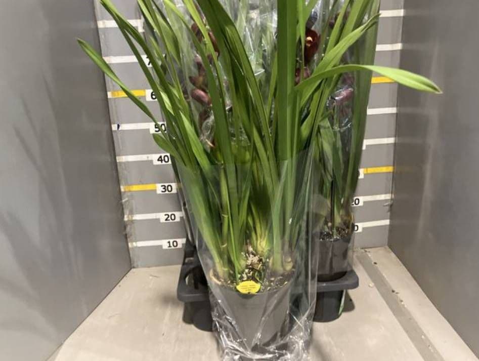 ☆シンビジューム☆ストレート☆6号鉢☆2〜6F☆ ☆シンビジューム☆ストレート☆6号鉢☆2〜6F☆ 手軽にシンビジューム