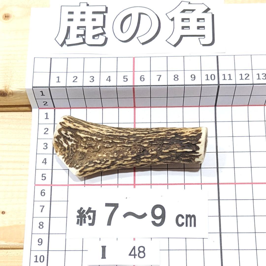 鹿の角 I48 1本7～9㎝ 兵庫県産 鹿角 鹿のツノ しかつの