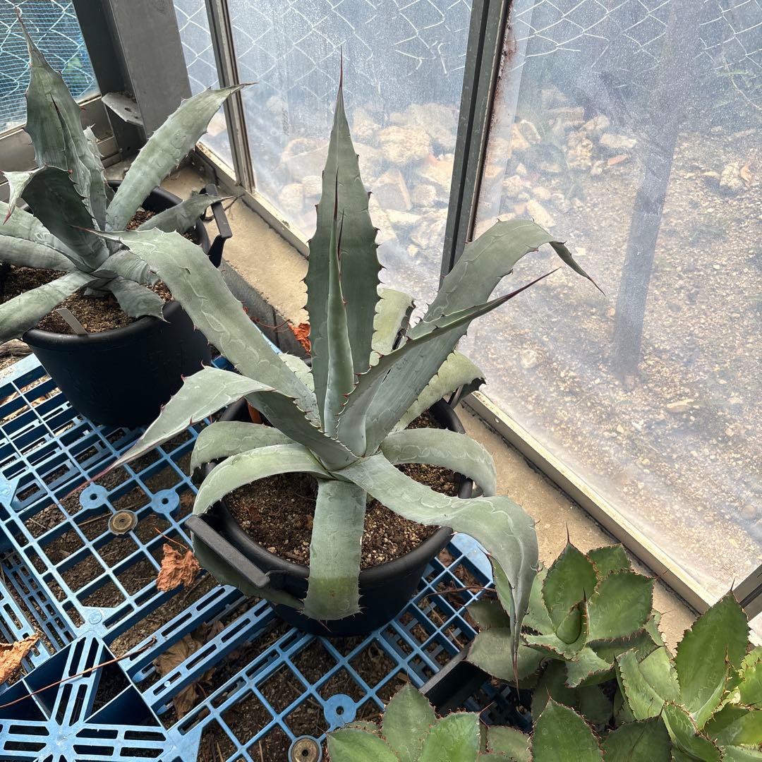 アガベ大鉢いろいろあります。