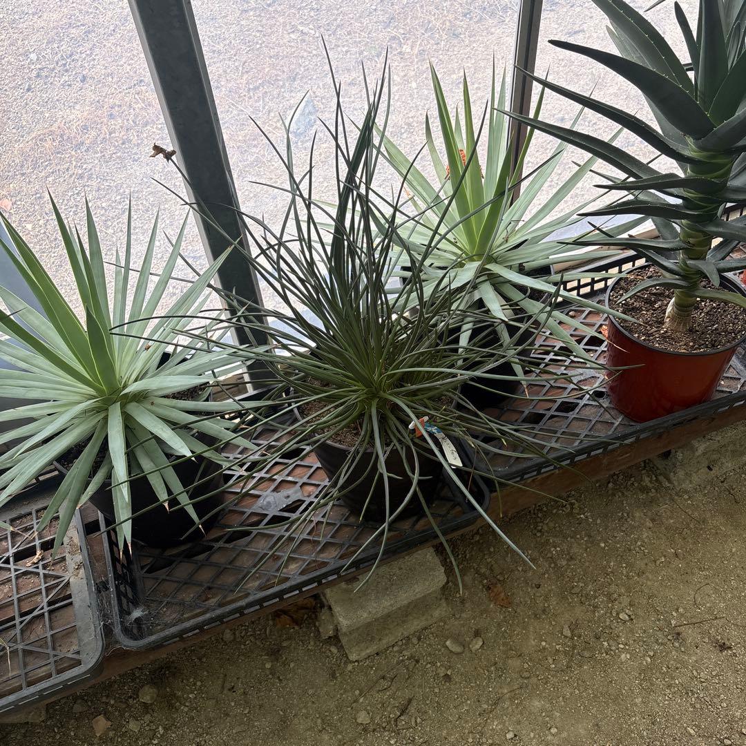 アガベ大鉢いろいろあります。