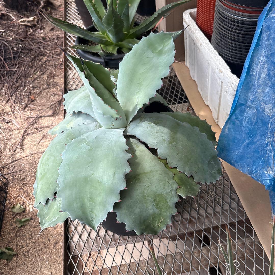 アガベ大鉢いろいろあります。