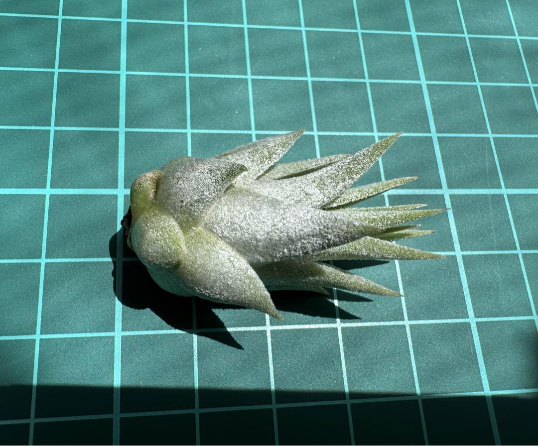 Tillandsia Hedgehog 速達発送 - メルカリ