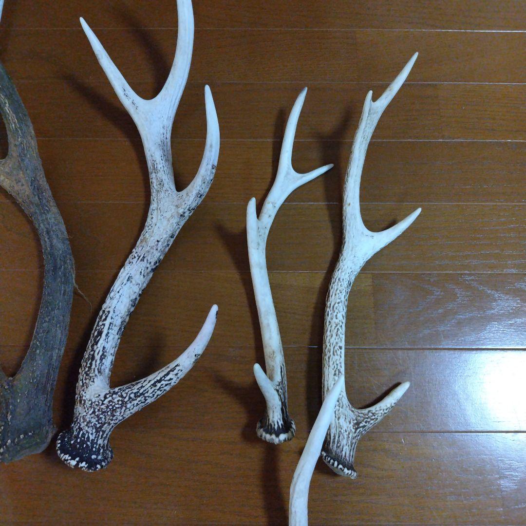 最終値下げ 約4.7kg 鹿の角 １０本セット