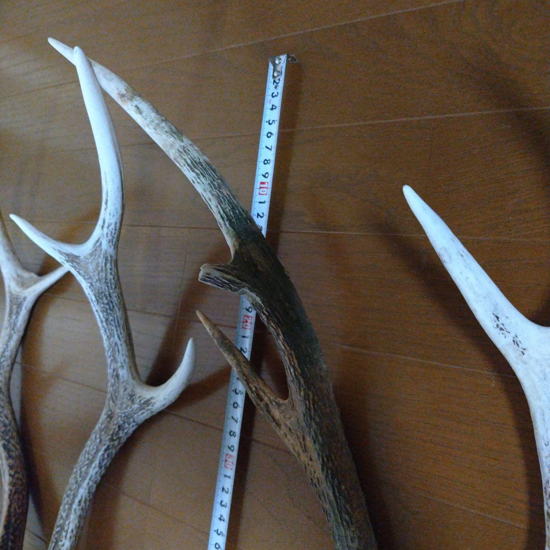 最終値下げ 約4.7kg 鹿の角 １０本セット