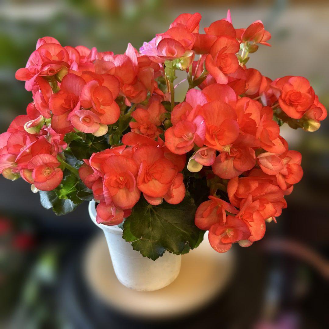 母の日ギフト　リーガースベゴニア　赤系カラーベゴニア鉢植え ハート型装飾付き