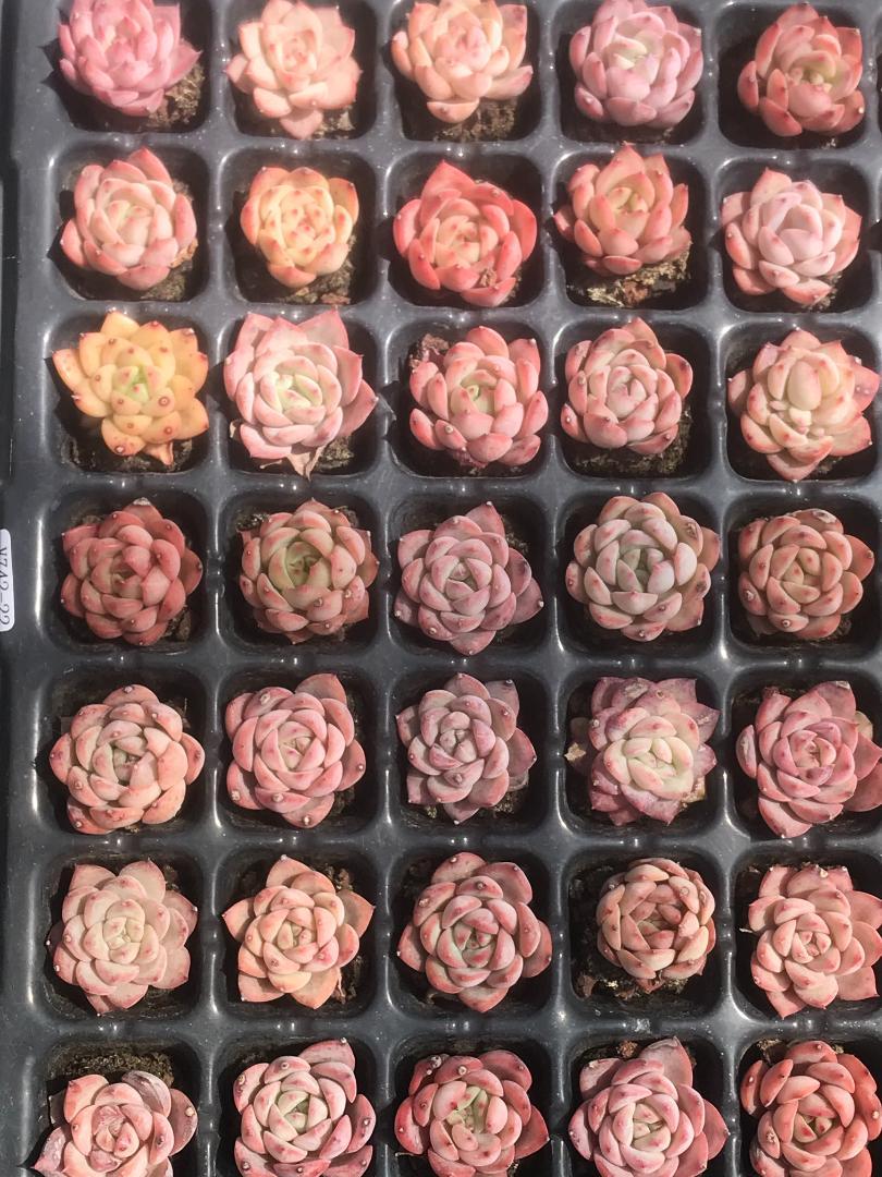 V742-22×105苗 詰め合わせ 多種類 韓国苗 多肉植物