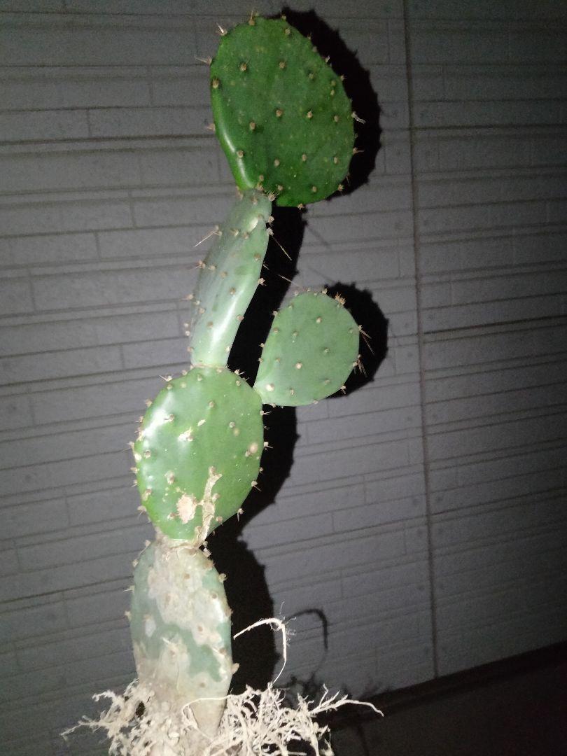 opuntia macrocentra hybr オプンチア サボテン 多肉植物 opuntia macrocentra hybr オプンチア サボテン 多肉植物 - メルカリ