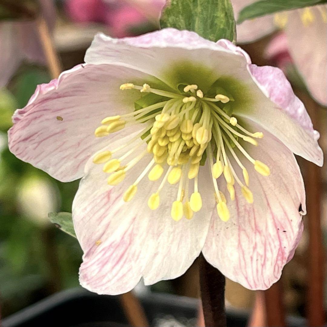 635【Ashwood nurseries】【PINK ICE】クリスマスローズ 画像2
