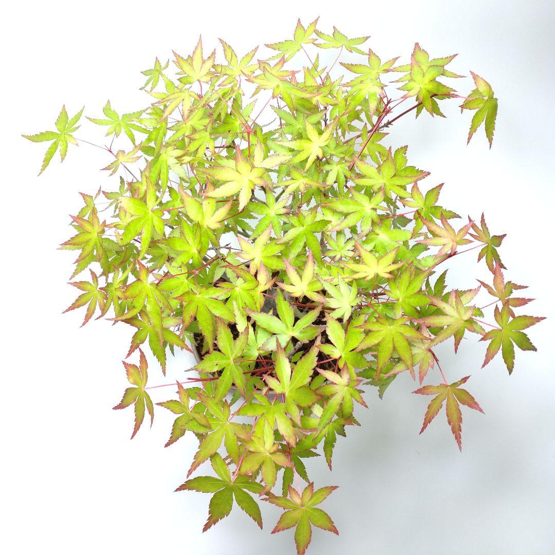 盆栽