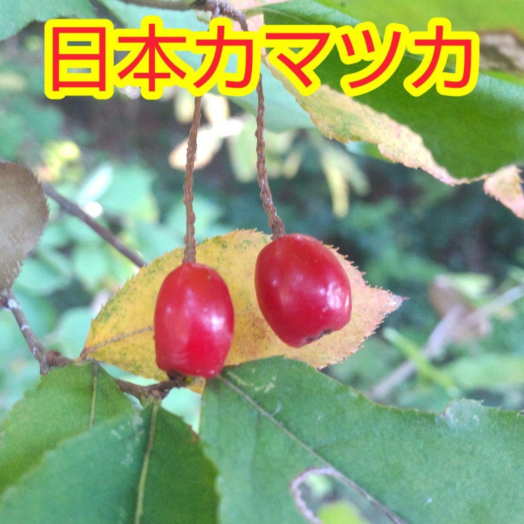 日本カマツカの苗木