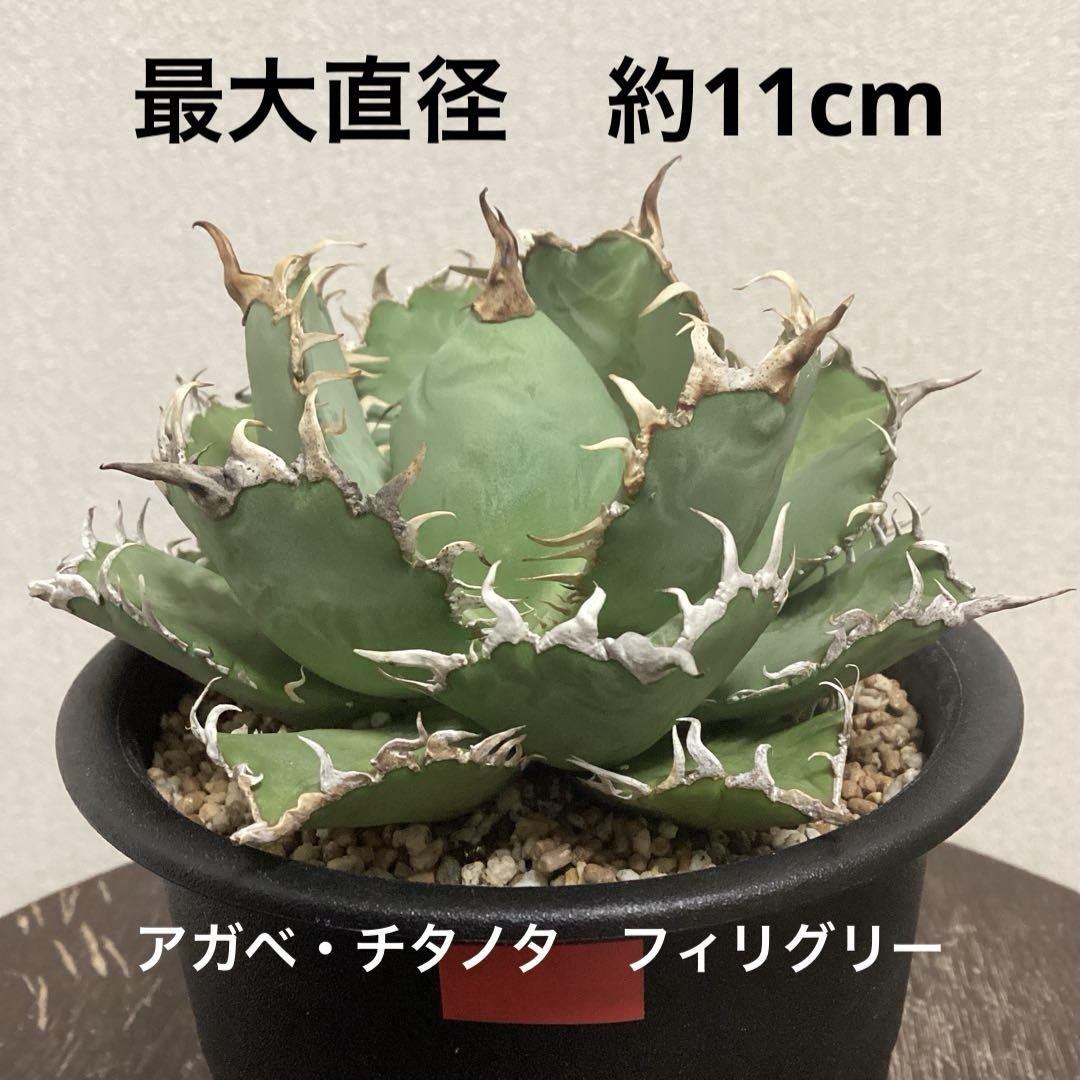 多肉植物 アガベ 超特選 ダルマ笹の雪 濃白株 極上大株 包葉