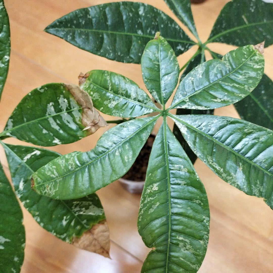 送料無料　パキラ　ミルキーウェイ　斑入り　トップカット　匿名配送　観葉植物　1