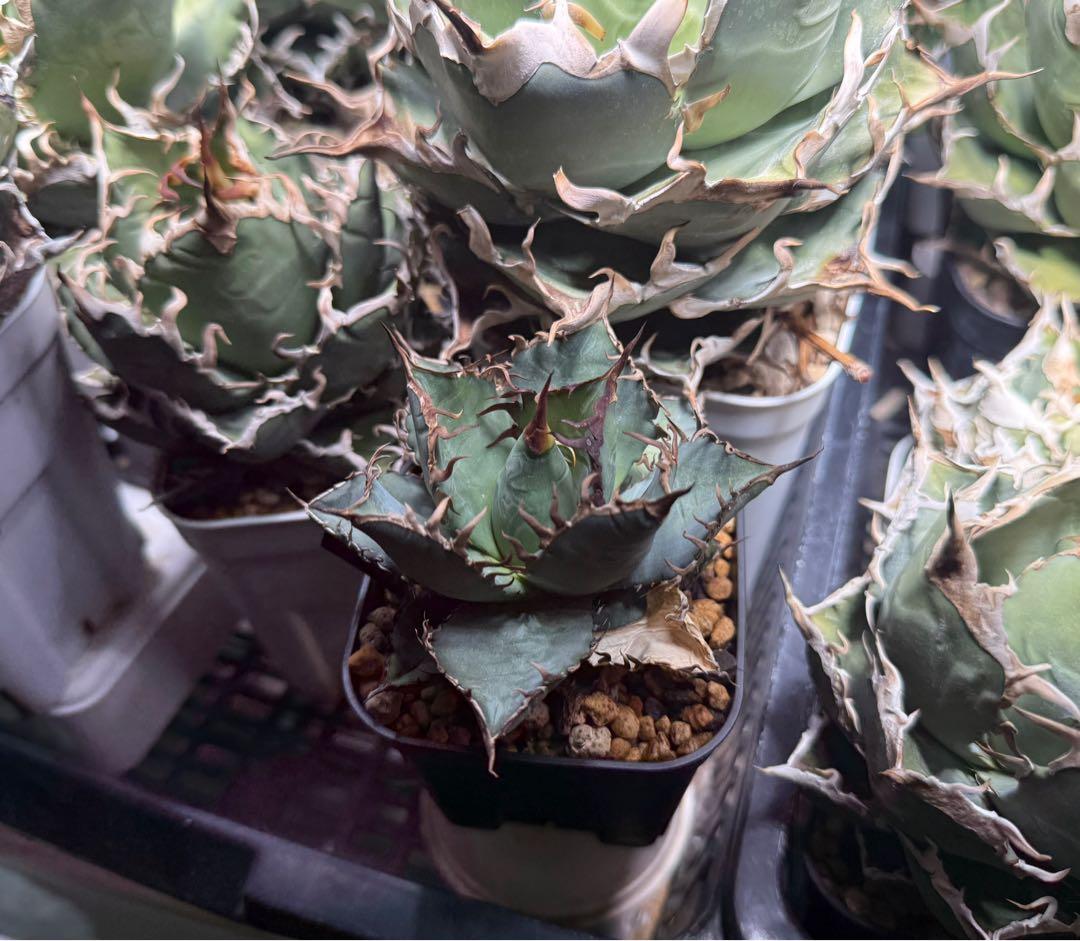ヨーロッパ実生 AGAVE OTEROI アガベ オテロイやや傷や汚れあり YUZUMIYA_COM
