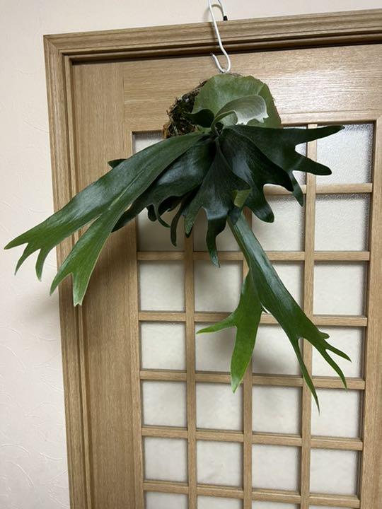 超特大苔玉 ビカクシダ アルキコルネ 美株 コウモリラン