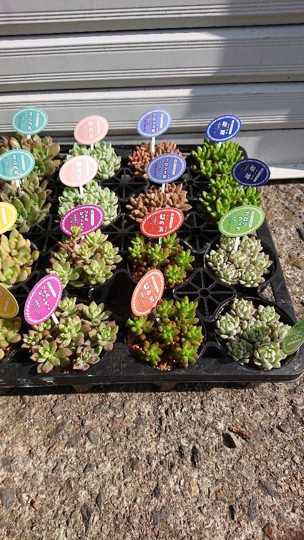 ♡ポットごと♡多肉植物♡24ポットセット♡人気♡ rvb8R-m12533803344 在庫