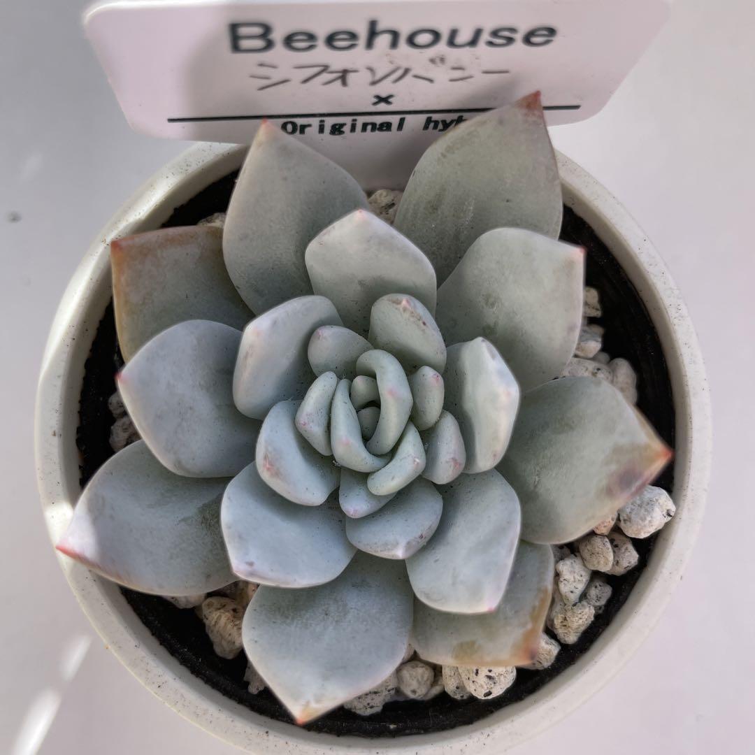 bee house 命名苗 シフォンバニー