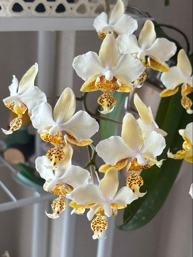 ★専用★【超希少・子株/高芽/花芽付き】原種胡蝶蘭 ステュアーチアナ ‘香’ ☆専用☆【超希少・子株/高芽/花芽付き】原種胡蝶蘭 ステュ