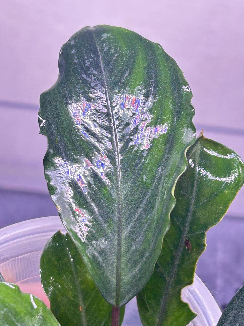 TB便】Bucephalandra sp.Pearl gray 水上育成株 その他