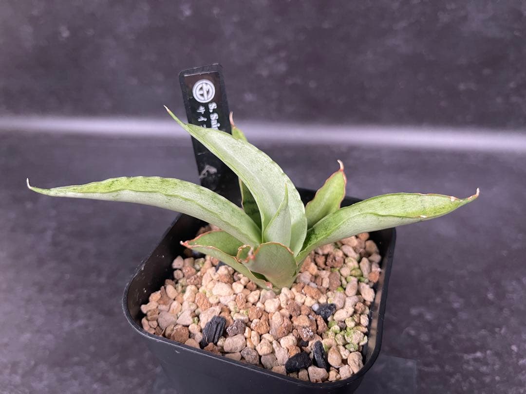 EMP サンセベリア saigon サイゴン | SA352目立った傷や汚れなし YUZUMIYA_COM